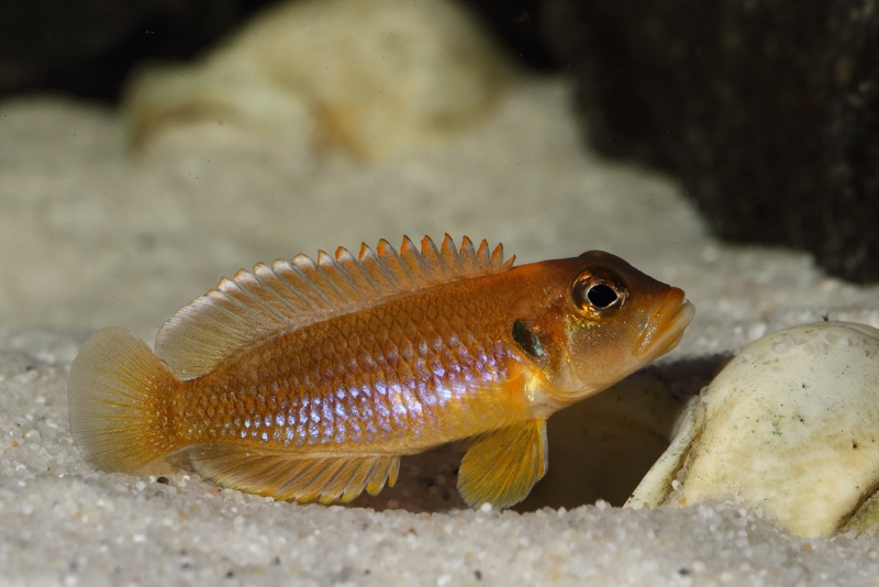 Lamprologus ocellatus (Gold)